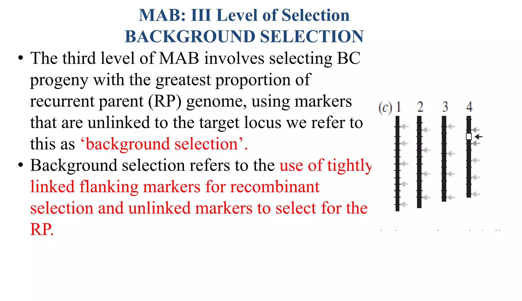• The third level of MAB involves selecting BC
progeny with the greatest proportion of
recurrent parent (RP) genome, using markers
that are unlinked to the target locus we refer to
this as ‘background selection’.
• Background selection refers to the use of tightly
linked flanking markers for recombinant
selection and unlinked markers to select for the
RP.
MAB: III Level of Selection
BACKGROUND SELECTION
 