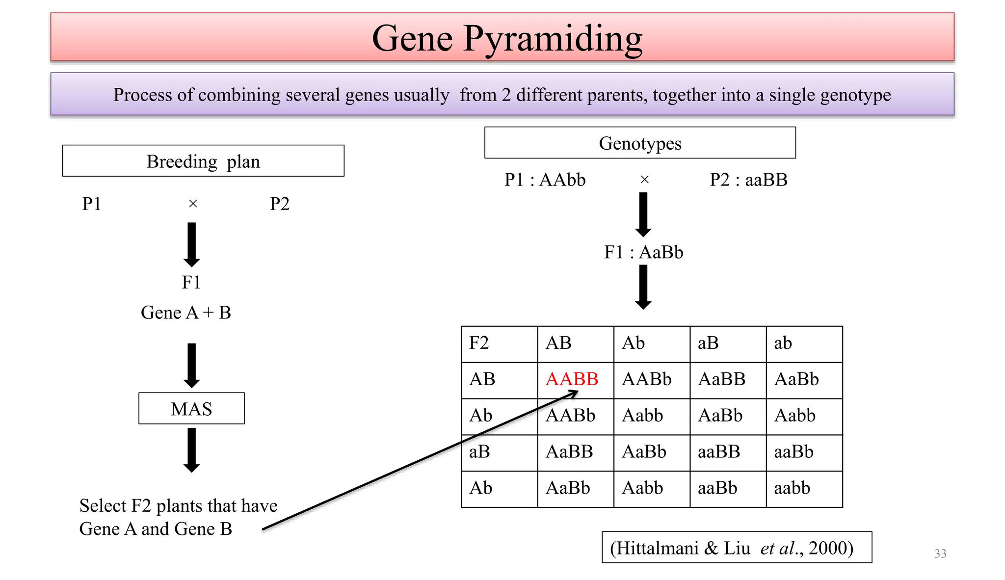 33
Gene Pyramiding
Process of combining several genes usually from 2 different parents, together into a single genotype
Breeding plan
×
F1
Gene A + B
MAS
Select F2 plants that have
Gene A and Gene B
Genotypes
P1 : AAbb × P2 : aaBB
P2P1
F1 : AaBb
F2 AB Ab aB ab
AB AABB AABb AaBB AaBb
Ab AABb Aabb AaBb Aabb
aB AaBB AaBb aaBB aaBb
Ab AaBb Aabb aaBb aabb
(Hittalmani & Liu et al., 2000)
 