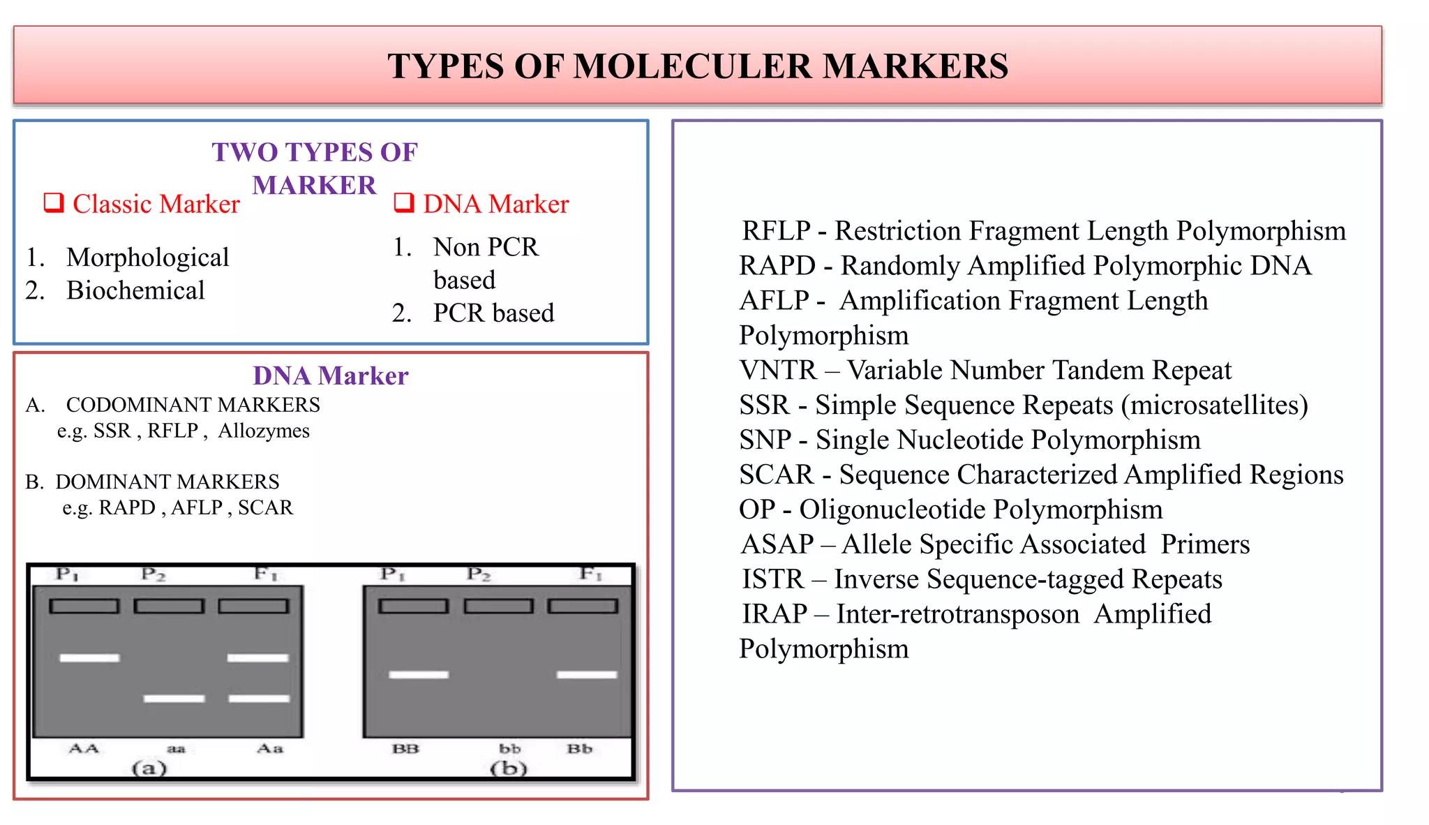 TYPES OF MOLECULER MARKERS
1. Morphological
2. Biochemical
 Classic Marker  DNA Marker
6
DNA Marker
A. CODOMINANT MARKERS
e.g. SSR , RFLP , Allozymes
B. DOMINANT MARKERS
e.g. RAPD , AFLP , SCAR
RFLP - Restriction Fragment Length Polymorphism
RAPD - Randomly Amplified Polymorphic DNA
AFLP - Amplification Fragment Length
Polymorphism
VNTR – Variable Number Tandem Repeat
SSR - Simple Sequence Repeats (microsatellites)
SNP - Single Nucleotide Polymorphism
SCAR - Sequence Characterized Amplified Regions
OP - Oligonucleotide Polymorphism
ASAP – Allele Specific Associated Primers
ISTR – Inverse Sequence-tagged Repeats
IRAP – Inter-retrotransposon Amplified
Polymorphism
TWO TYPES OF
MARKER
1. Non PCR
based
2. PCR based
 