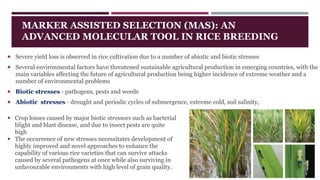 Marker assisted selection (rice).pptx