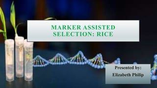 MARKER ASSISTED
SELECTION: RICE
Presented by:
Elizabeth Philip
 
