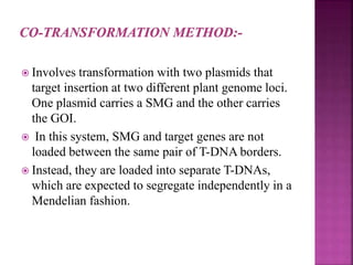  Involves transformation with two plasmids that
target insertion at two different plant genome loci.
One plasmid carries a SMG and the other carries
the GOI.
 In this system, SMG and target genes are not
loaded between the same pair of T-DNA borders.
 Instead, they are loaded into separate T-DNAs,
which are expected to segregate independently in a
Mendelian fashion.
 