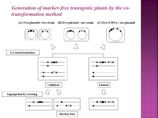 Generation of marker-free transgenic plants by the co-
transformation method
 