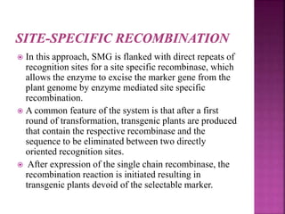  In this approach, SMG is flanked with direct repeats of
recognition sites for a site specific recombinase, which
allows the enzyme to excise the marker gene from the
plant genome by enzyme mediated site specific
recombination.
 A common feature of the system is that after a first
round of transformation, transgenic plants are produced
that contain the respective recombinase and the
sequence to be eliminated between two directly
oriented recognition sites.
 After expression of the single chain recombinase, the
recombination reaction is initiated resulting in
transgenic plants devoid of the selectable marker.
 