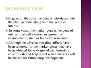  In general, the selective gene is introduced into
the plant genome along with the genes of
interest.
 In some cases, the marker gene is the gene of
interest that will express an agronomic
characteristic, such as herbicide resistance.
 Although no adverse biosafety effects have
been reported for the marker genes that have
been adopted for widespread use, biosafety
concerns should help direct which markers will
be chosen for future crop development.
 