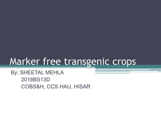 Marker free transgenic crops
By: SHEETAL MEHLA
2018BS13D
COBS&H, CCS HAU, HISAR
 