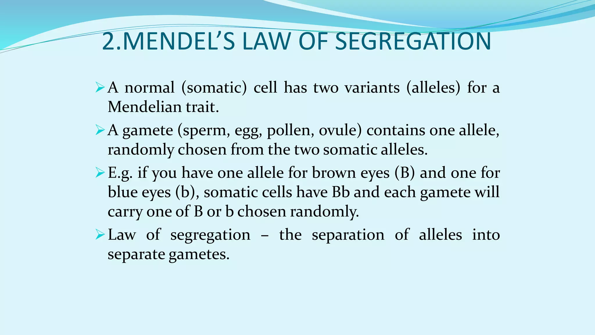 2.MENDEL’S LAW OF SEGREGATION
A normal (somatic) cell has two variants (alleles) for a
Mendelian trait.
A gamete (sperm, egg, pollen, ovule) contains one allele,
randomly chosen from the two somatic alleles.
E.g. if you have one allele for brown eyes (B) and one for
blue eyes (b), somatic cells have Bb and each gamete will
carry one of B or b chosen randomly.
Law of segregation – the separation of alleles into
separate gametes.
 