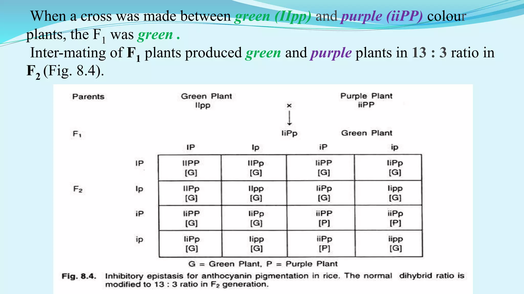 When a cross was made between green (IIpp) and purple (iiPP) colour
plants, the F1 was green .
Inter-mating of F1 plants produced green and purple plants in 13 : 3 ratio in
F2 (Fig. 8.4).
 