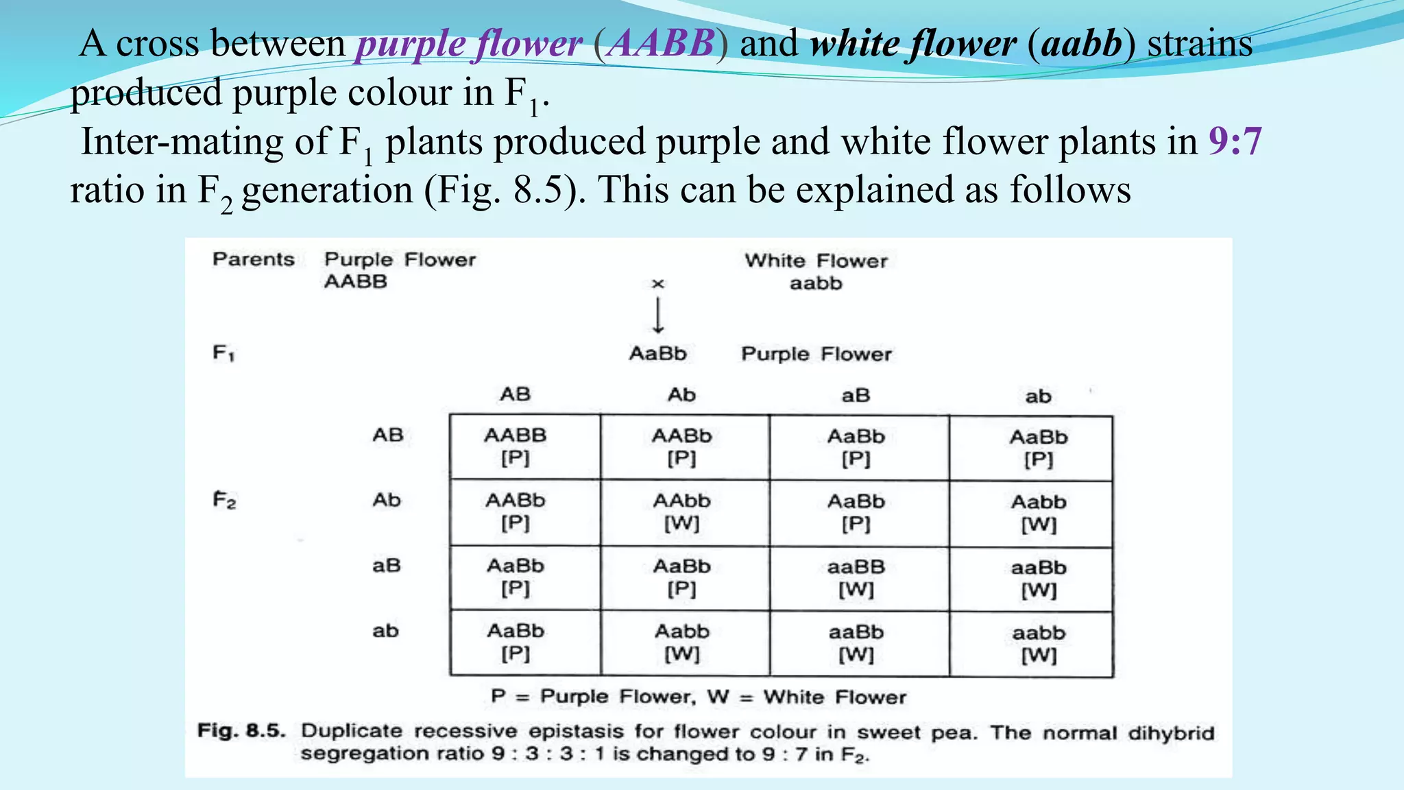 A cross between purple flower (AABB) and white flower (aabb) strains
produced purple colour in F1.
Inter-mating of F1 plants produced purple and white flower plants in 9:7
ratio in F2 generation (Fig. 8.5). This can be explained as follows
 