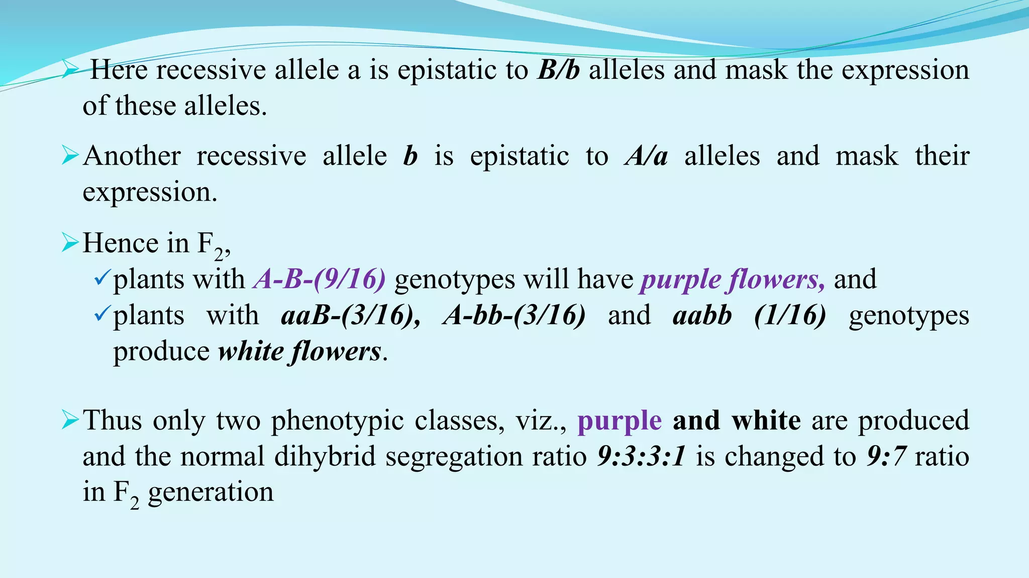  Here recessive allele a is epistatic to B/b alleles and mask the expression
of these alleles.
Another recessive allele b is epistatic to A/a alleles and mask their
expression.
Hence in F2,
plants with A-B-(9/16) genotypes will have purple flowers, and
plants with aaB-(3/16), A-bb-(3/16) and aabb (1/16) genotypes
produce white flowers.
Thus only two phenotypic classes, viz., purple and white are produced
and the normal dihybrid segregation ratio 9:3:3:1 is changed to 9:7 ratio
in F2 generation
 
