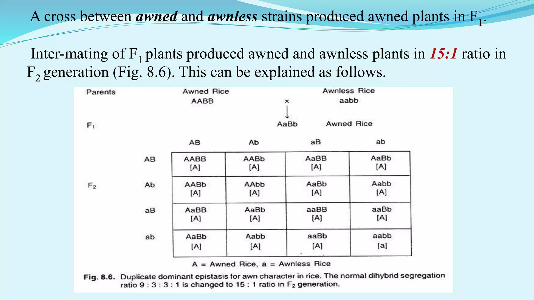 A cross between awned and awnless strains produced awned plants in F1.
Inter-mating of F1 plants produced awned and awnless plants in 15:1 ratio in
F2 generation (Fig. 8.6). This can be explained as follows.
 