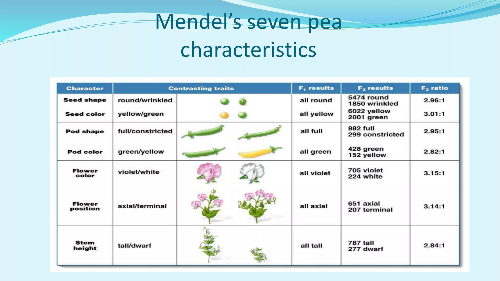 Mendel’s seven pea
characteristics
 
