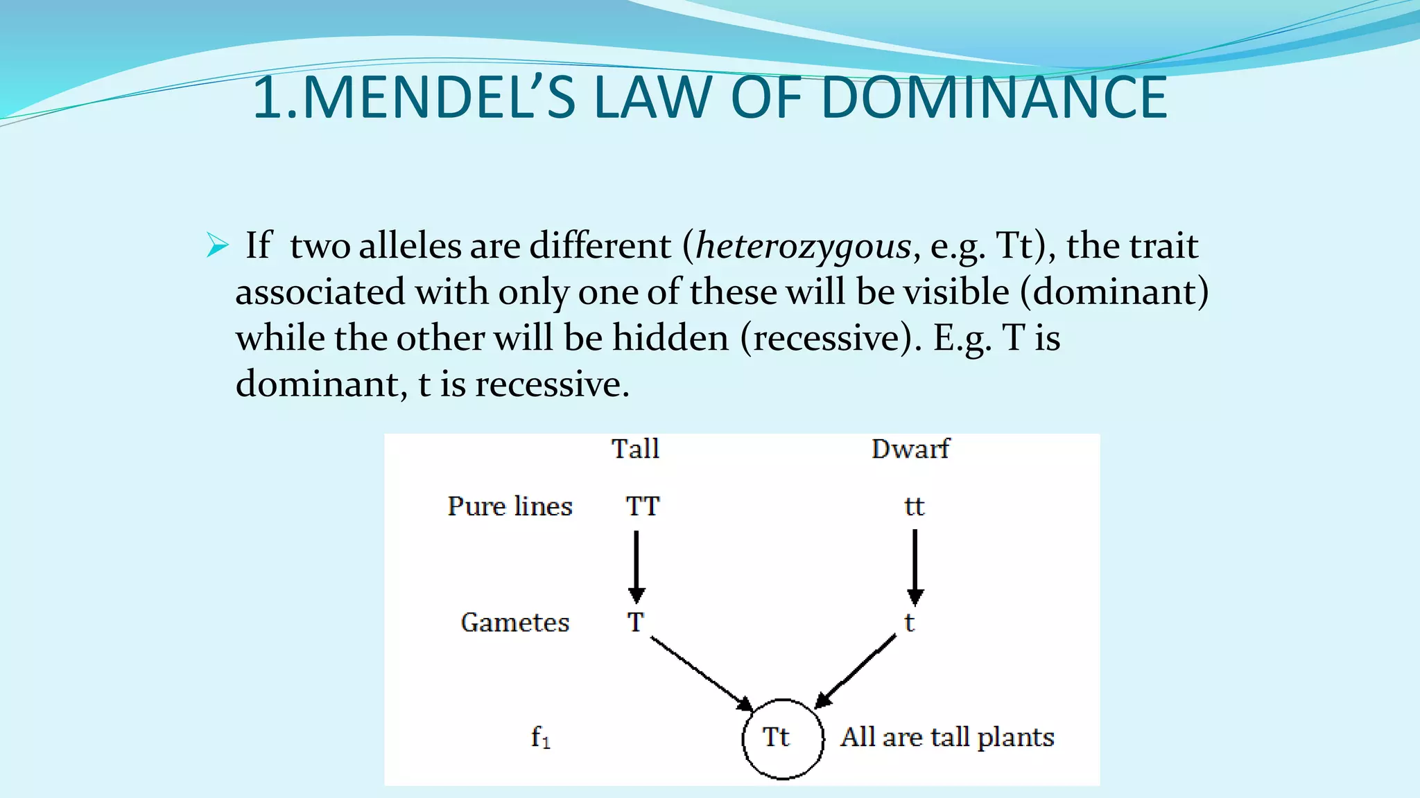 1.MENDEL’S LAW OF DOMINANCE
 If two alleles are different (heterozygous, e.g. Tt), the trait
associated with only one of these will be visible (dominant)
while the other will be hidden (recessive). E.g. T is
dominant, t is recessive.
 