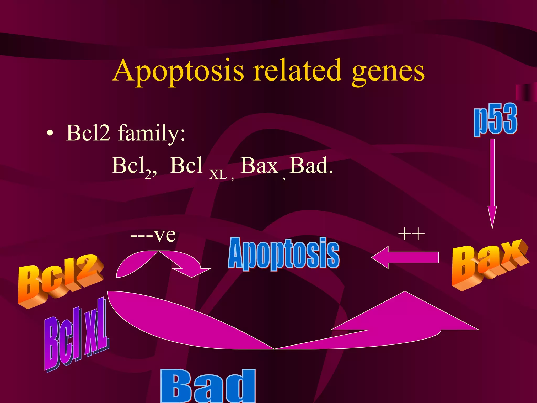Apoptosis related genes Bcl2 family: Bcl 2 , Bcl XL , Bax , Bad. ---ve ++ Apoptosis Bcl2 Bax Bcl xL p53 Bad