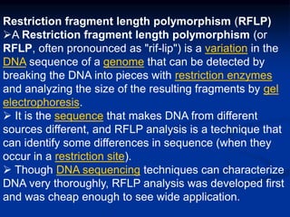 Proses Rflp Molecular Markers | PPT
