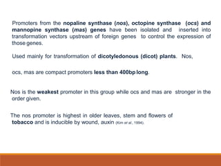 Promoters from the nopaline synthase (nos), octopine synthase (ocs) and
mannopine synthase (mas) genes have been isolated and inserted into
transformation vectors upstream of foreign genes to control the expression of
those genes.
Used mainly for transformation of dicotyledonous (dicot) plants. Nos,
ocs, mas are compact promoters less than 400bp long.
Nos is the weakest promoter in this group while ocs and mas are stronger in the
order given.
The nos promoter is highest in older leaves, stem and flowers of
tobacco and is inducible by wound, auxin (Kim et al., 1994).
 