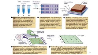 Molecular markers and its use in plant breeding | PDF
