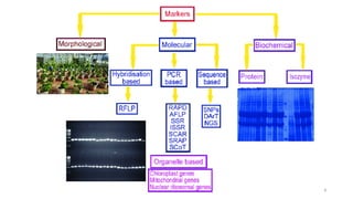 Molecular markers and its use in plant breeding | PDF