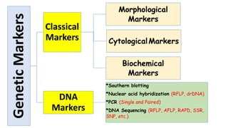 Morphological, Cytological and Biochemical Markers | PPTX