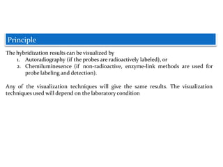 The hybridization results can be visualized by
1. Autoradiography (if the probes are radioactively labeled), or
2. Chemiluminesence (if non-radioactive, enzyme-link methods are used for
probe labeling and detection).
Any of the visualization techniques will give the same results. The visualization
techniques used will depend on the laboratory condition
Principle
 