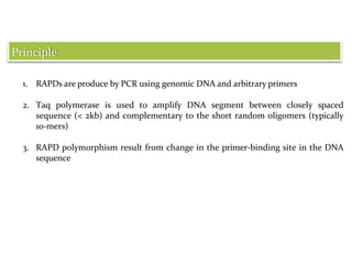 1. RAPDs are produce by PCR using genomic DNA and arbitrary primers
2. Taq polymerase is used to amplify DNA segment between closely spaced
sequence (< 2kb) and complementary to the short random oligomers (typically
10-mers)
3. RAPD polymorphism result from change in the primer-binding site in the DNA
sequence
Principle
 
