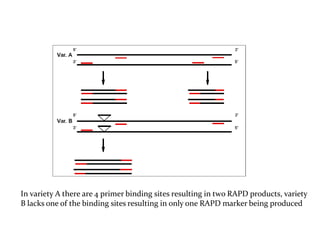 In variety A there are 4 primer binding sites resulting in two RAPD products, variety
B lacks one of the binding sites resulting in only one RAPD marker being produced
 