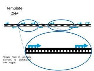 Template
DNA
Primers
direction,
point in the same
so amplification
won’t happen
 