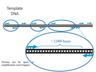 Template
DNA
Primers too far apart, so
amplification won’t happen
> 2,000 bases
 