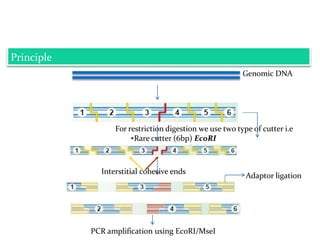 Principle
Genomic DNA
For restriction digestion we use two type of cutter i.e
•Rare cutter (6bp) EcoRI
•Frequent cutter (4bp) MseI
Interstitial cohesive ends
Adaptor ligation
PCR amplification using EcoRI/MseI
 
