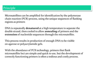 Microsatellites can be amplified for identification by the polymerase
chain reaction (PCR) process, using the unique sequences of flanking
regions as primers
DNA is repeatedly denatured at a high temperature to separate the
double strand, then cooled to allow annealing of primers and the
extension of nucleotide sequences through the microsatellite.
This process results in production of enough DNA to be visible
on agarose or polyacrylamide gels.
With the abundance of PCR technology, primers that flank
microsatellite loci are simple and quick to use, but the development of
correctly functioning primers is often a tedious and costly process.
Principle
 