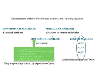 Markersystemsaretoolswhich is used to marka trait in living organism
MORPHOLOGICAL MARKER:
Classical markers
MOLECULAR MARKERS:
Variation in macro-molecules
BIOCHEMICAL MARKERS
ISOENZYME
PROTEIN
GENETIC MARKERS
RFLP
AFLP
RAPD
They are protein produced by expression of gene
Depend upon sequence of DNA
•Low polymorphism
•Requires expression of trait / gene
•Dominance effect
•Expression sex limited
•Expressed late in life
 