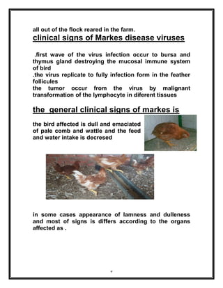 3
all out of the flock reared in the farm.
clinical signs of Markes disease viruses
.first wave of the virus infection occur to bursa and
thymus gland destroying the mucosal immune system
of bird
.the virus replicate to fully infection form in the feather
follicules
the tumor occur from the virus by malignant
transformation of the lymphocyte in diferent tissues
the general clinical signs of markes is
the bird affected is dull and emaciated
of pale comb and wattle and the feed
and water intake is decresed
in some cases appearance of lamness and dulleness
and most of signs is differs according to the organs
affected as .
 