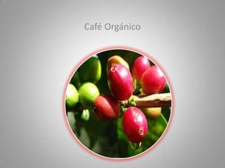 Café Orgánico 