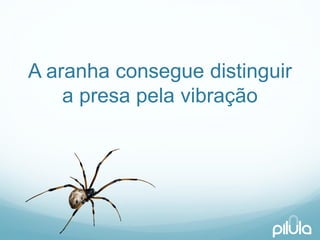 A aranhaconseguedistinguira presapelavibração  