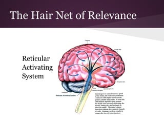The Hair Net of Relevance


  Reticular
  Activating
  System
 
