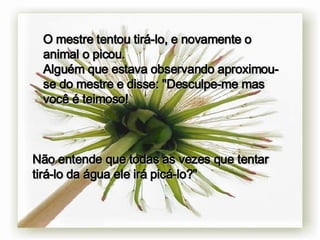 O mestre tentou tirá-lo, e novamente o animal o picou.  Alguém que estava observando aproximou-se do mestre e disse: "Desculpe-me mas você é teimoso!  Não entende que todas as vezes que tentar tirá-lo da água ele irá picá-lo?" 