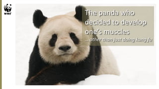 The panda who
decided to develop
one’s muscles
… other than just doing kung fu
 