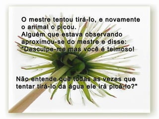 O mestre tentou tirá-lo, e novamente o animal o picou.  Alguém que estava observando aproximou-se do mestre e disse: "Desculpe-me mas você é teimoso!  Não entende que todas as vezes que tentar tirá-lo da água ele irá picá-lo?" 