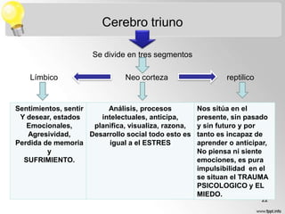 Cerebro triuno
Se divide en tres segmentos
Límbico

Neo corteza

Sentimientos, sentir
Análisis, procesos
Y desear, estados
intelectuales, anticipa,
Emocionales,
planifica, visualiza, razona,
Agresividad,
Desarrollo social todo esto es
Perdida de memoria
igual a el ESTRES
y
SUFRIMIENTO.

reptilico

Nos sitúa en el
presente, sin pasado
y sin futuro y por
tanto es incapaz de
aprender o anticipar,
No piensa ni siente
emociones, es pura
impulsibilidad en el
se situan el TRAUMA
PSICOLOGICO y EL
MIEDO.
22

 