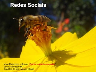 Redes Sociaiswww.Flickr.com  - Busca: “Flores e Abelha salvador”Local: Salvador/BACréditos da foto: Marcio Okabe
