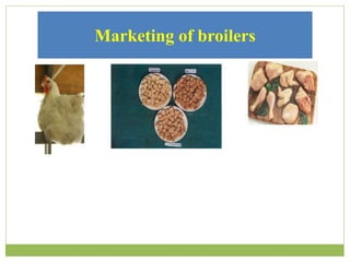 Marketing of broilers
 