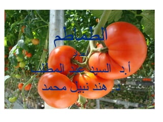 ‫الطماطم‬
‫اعداد‬
‫المطلب‬ ‫عبد‬ ‫السيد‬ ‫أ.د‬
‫محمد‬ ‫نبيل‬ ‫هند‬ .‫د‬
 