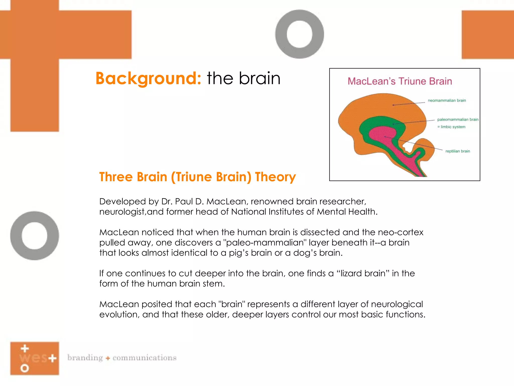 Three Brain (Triune Brain) Theory Developed by Dr. Paul D. MacLean , renowned brain researcher, neurologist,and former head of National Institutes of Mental Health.  MacLean noticed that when the human brain is dissected and the neo-cortex pulled away, one discovers a "paleo-mammalian" layer beneath it--a brain that looks almost identical to a pig ’ s  brain or a dog ’ s  brain.  If one continues to cut deeper into the brain, one finds a  “ l izard brain”   in the form of the human brain stem. MacLean posited that each "brain" represents a different layer of neurological evolution, and that these older, deeper layers control our most basic functions.  Background:  the brain 