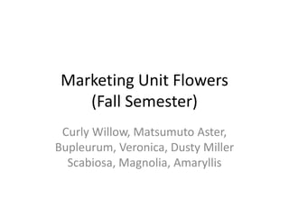 Marketing Unit Flowers
    (Fall Semester)
 Curly Willow, Matsumuto Aster,
Bupleurum, Veronica, Dusty Miller
  Scabiosa, Magnolia, Amaryllis
 