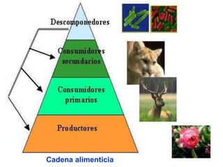 Cadena alimenticia
 
