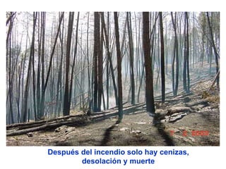 Después del incendio solo hay cenizas,
desolación y muerte
 