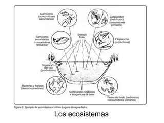 Los ecosistemas
 