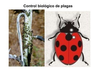 Control biológico de plagas
 