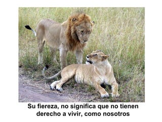 Su fiereza, no significa que no tienen
derecho a vivir, como nosotros
 