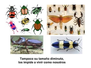 Tampoco su tamaño diminuto,
los impide a vivir como nosotros
 